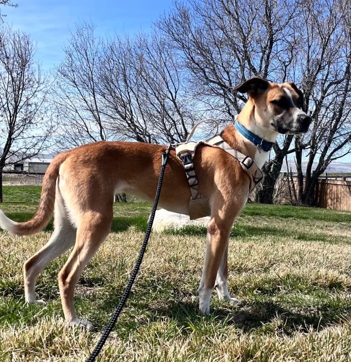 Enlarge Marigold, a Adoptable mixed breed in Logan, UT image 2/2