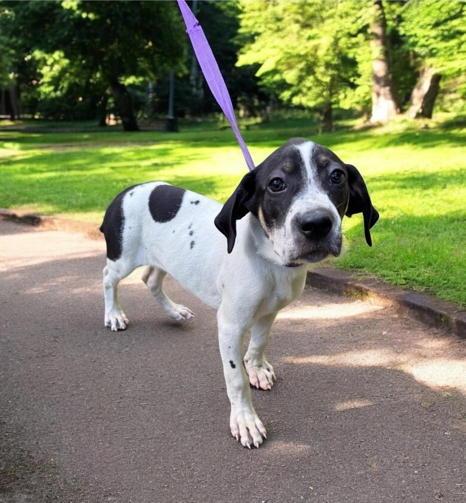 Seth, adopted, Puppy Male English Pointer & Hound.