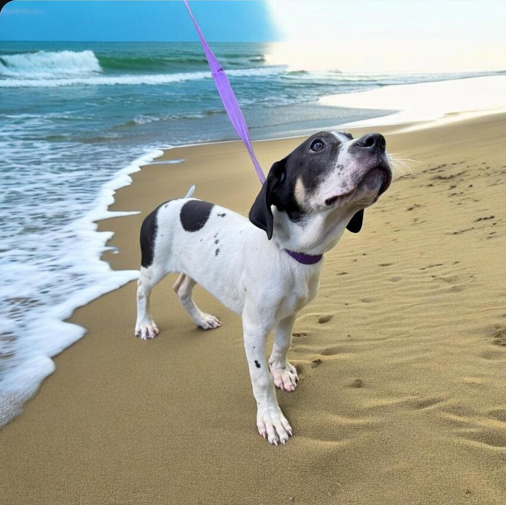 Enlarge Seth, an adopted mixed breed in Elwood, NJ image 3/4