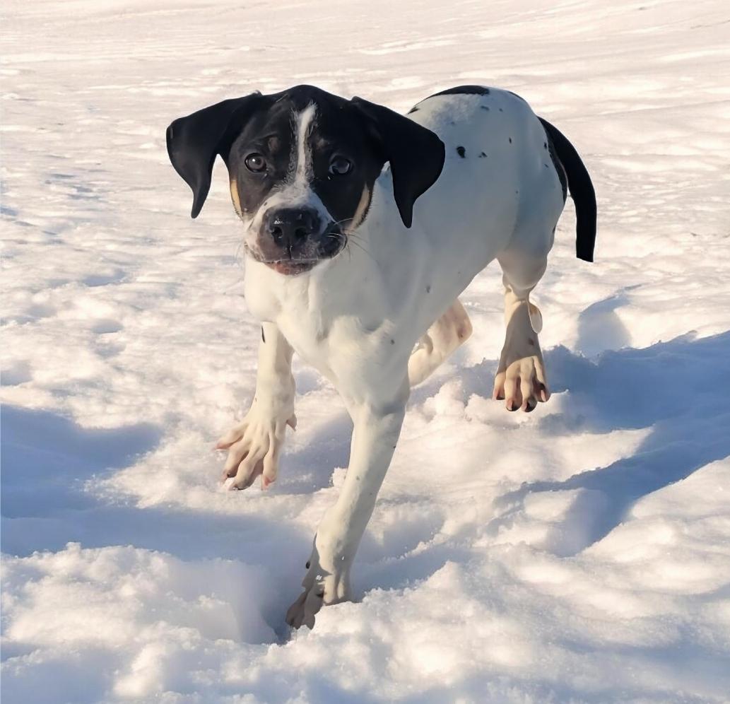 Enlarge Seth, an adopted mixed breed in Elwood, NJ image 4/4