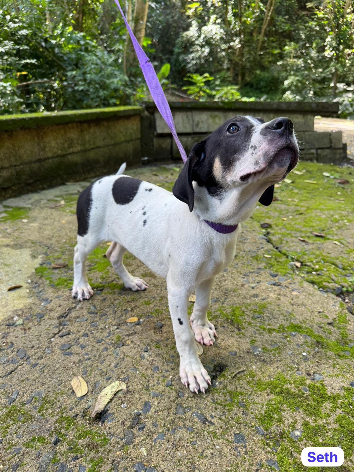 Seth, Adoptable, Puppy Male English Pointer & Hound.
