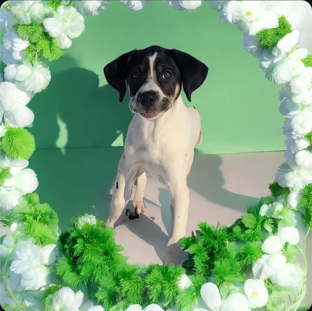 Enlarge Seth, an adopted mixed breed in Elwood, NJ image 2/4