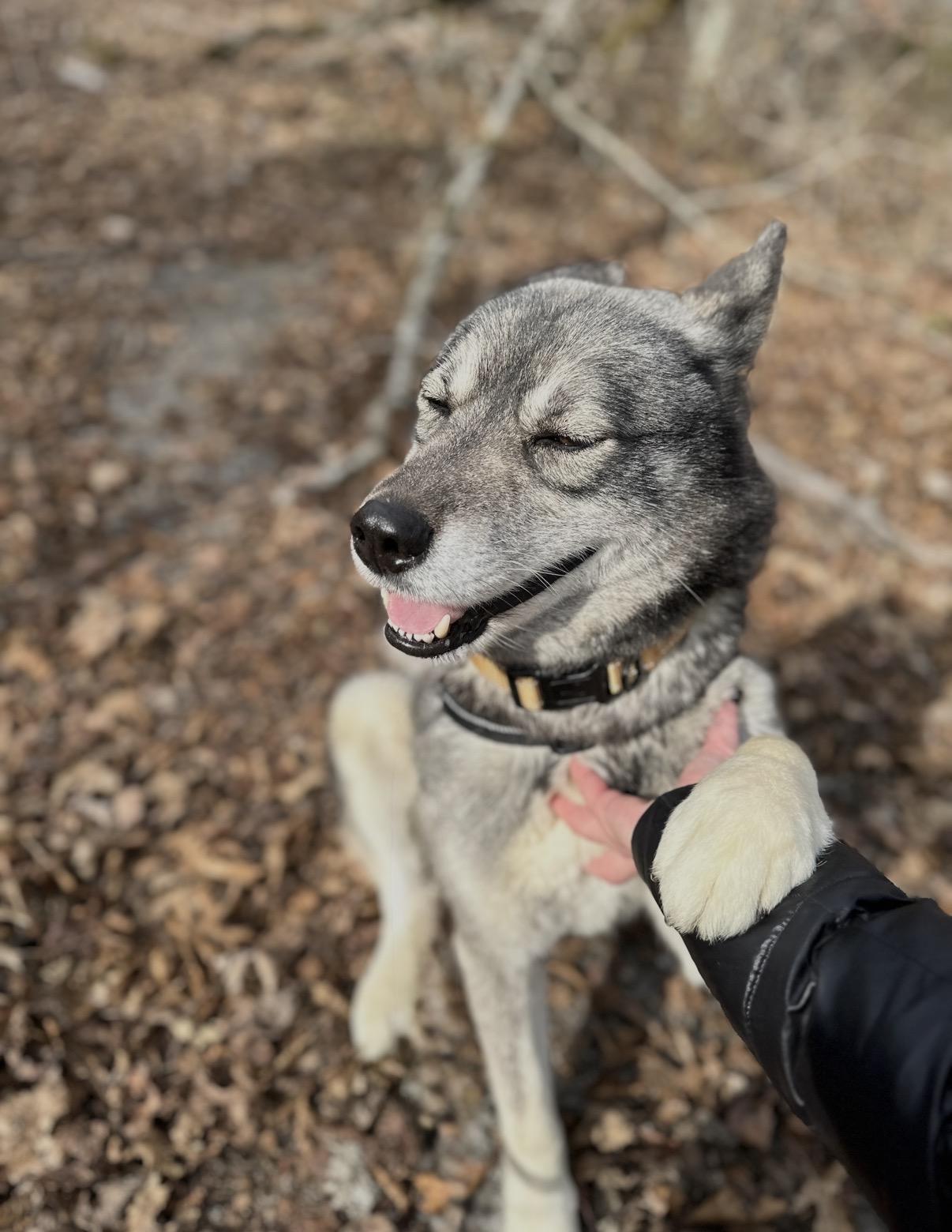Enlarge Mike, a Adoptable Siberian Husky in Lockport , NY image 3/6