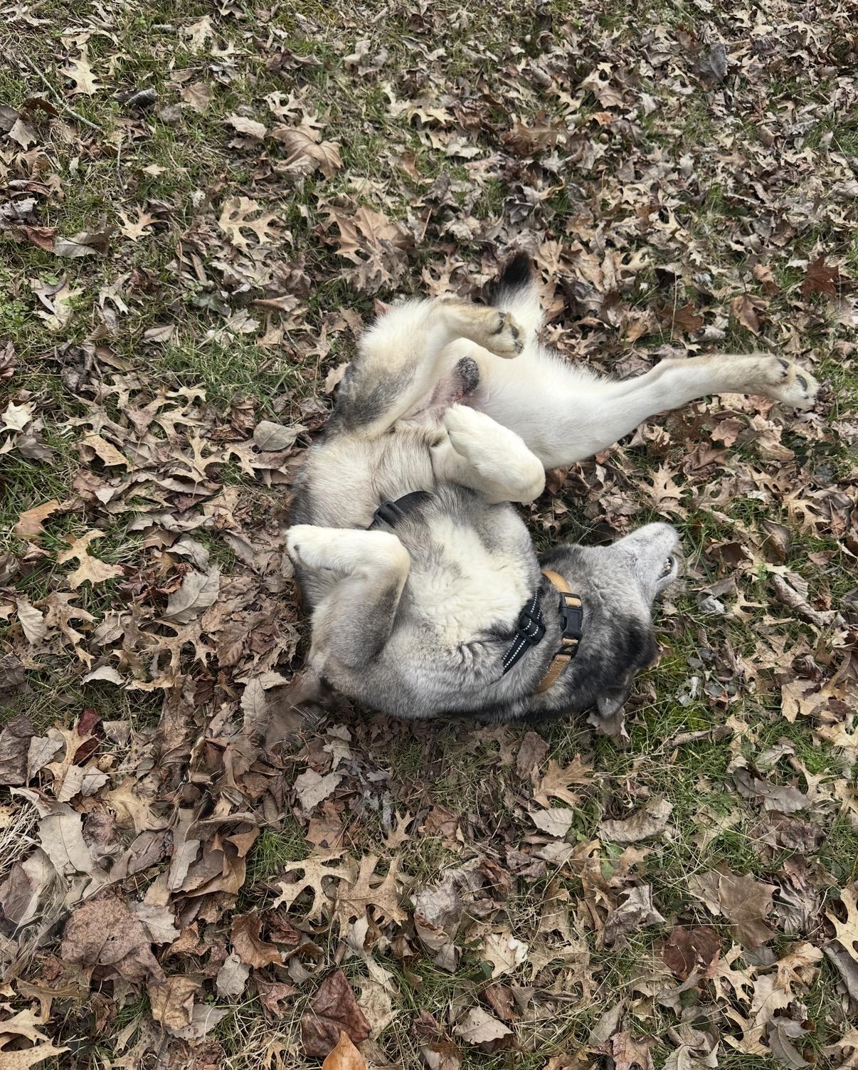 Enlarge Mike, a Adoptable Siberian Husky in Lockport , NY image 6/6