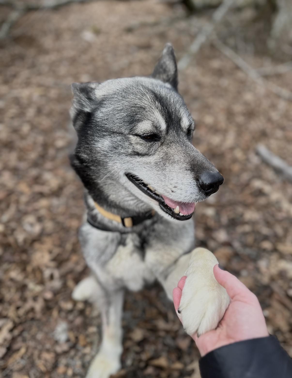 Enlarge Mike, a Adoptable Siberian Husky in Lockport , NY image 5/6