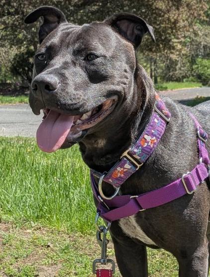 Zara (2 Years Old), a ADOPTABLE mixed breed in Albany, NY image 2/5