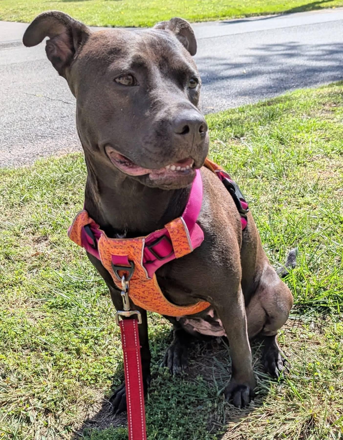 Enlarge Zara (2 Years Old), a Adoptable mixed breed in Albany, NY image 2/6