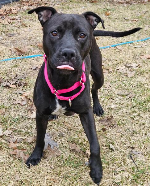 Zara (2 Years Old), a ADOPTABLE mixed breed in Albany, NY image 3/5
