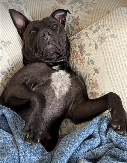 Zara (2 Years Old), a ADOPTABLE mixed breed in Albany, NY image 5/5