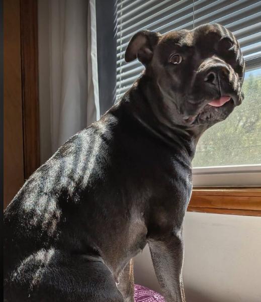 Zara (2 Years Old), a ADOPTABLE mixed breed in Albany, NY image 4/5