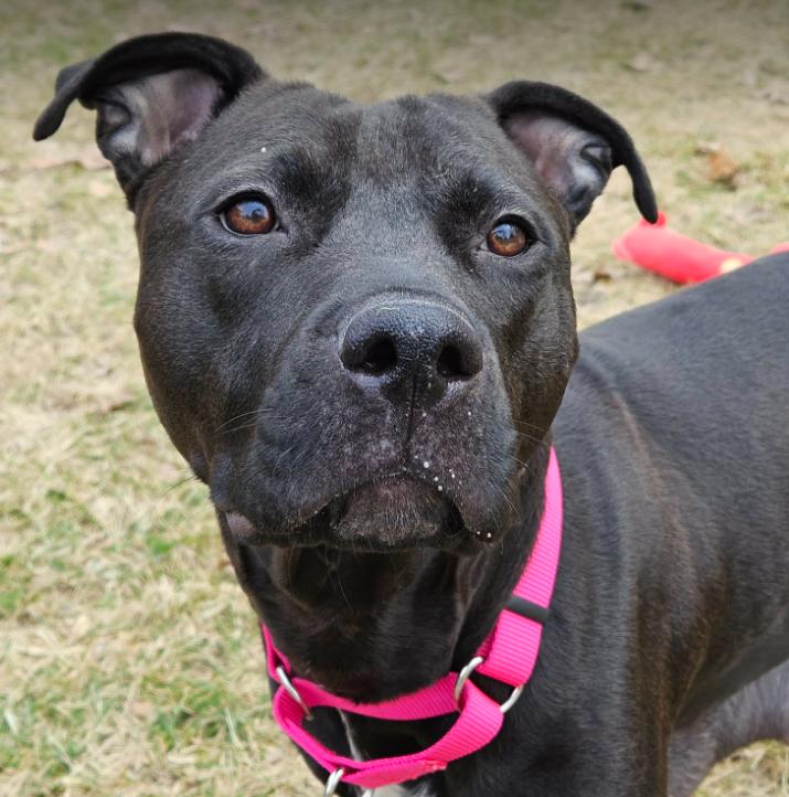 Zara (2 Years Old), ADOPTABLE, Adult Female Pit Bull Terrier & American Staffordshire Terrier.