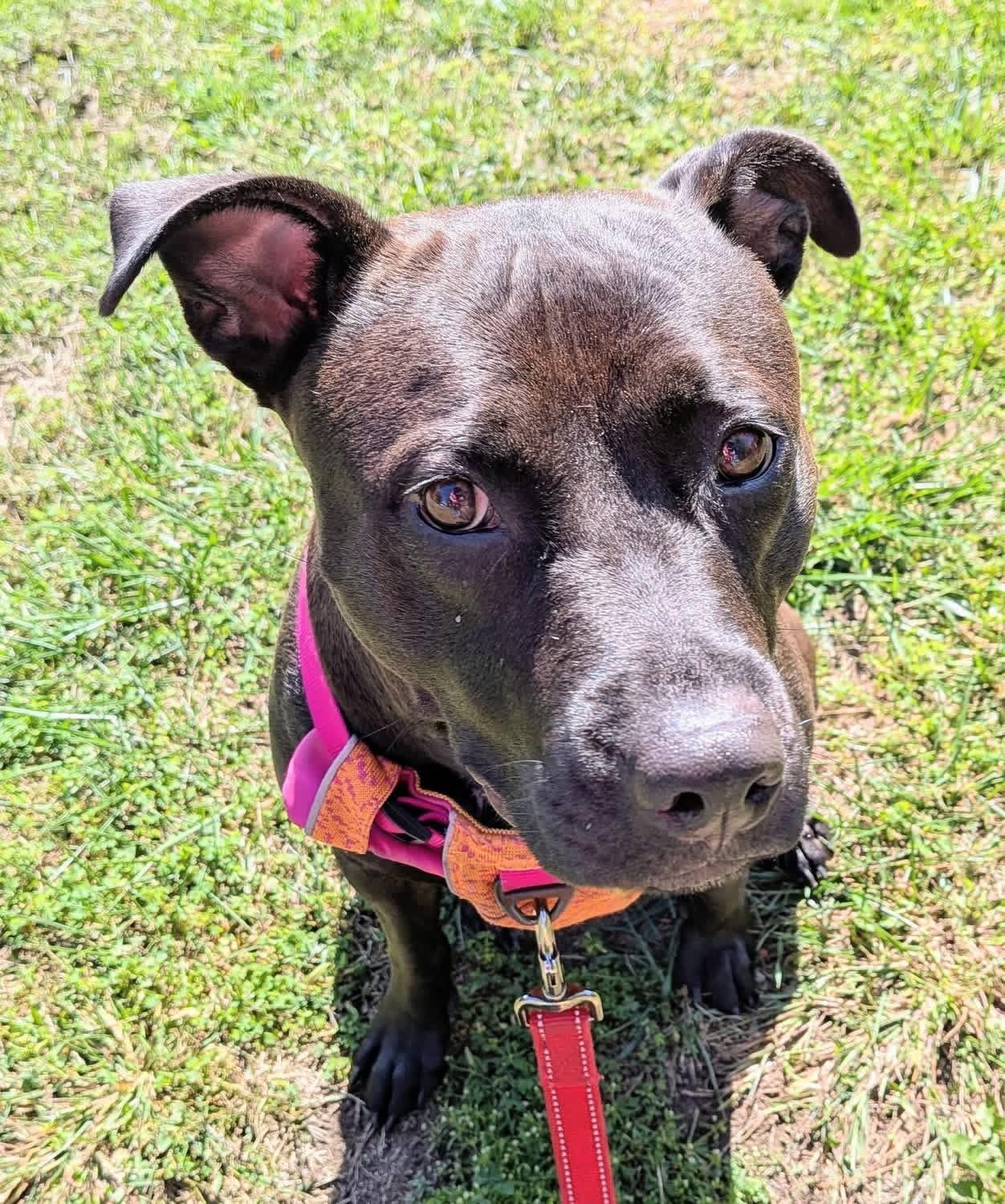 Enlarge Zara (2 Years Old), a Adoptable mixed breed in Albany, NY image 3/6