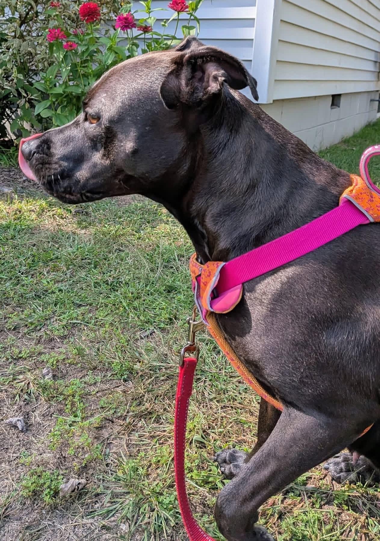 Enlarge Zara (2 Years Old), a Adoptable mixed breed in Albany, NY image 4/6
