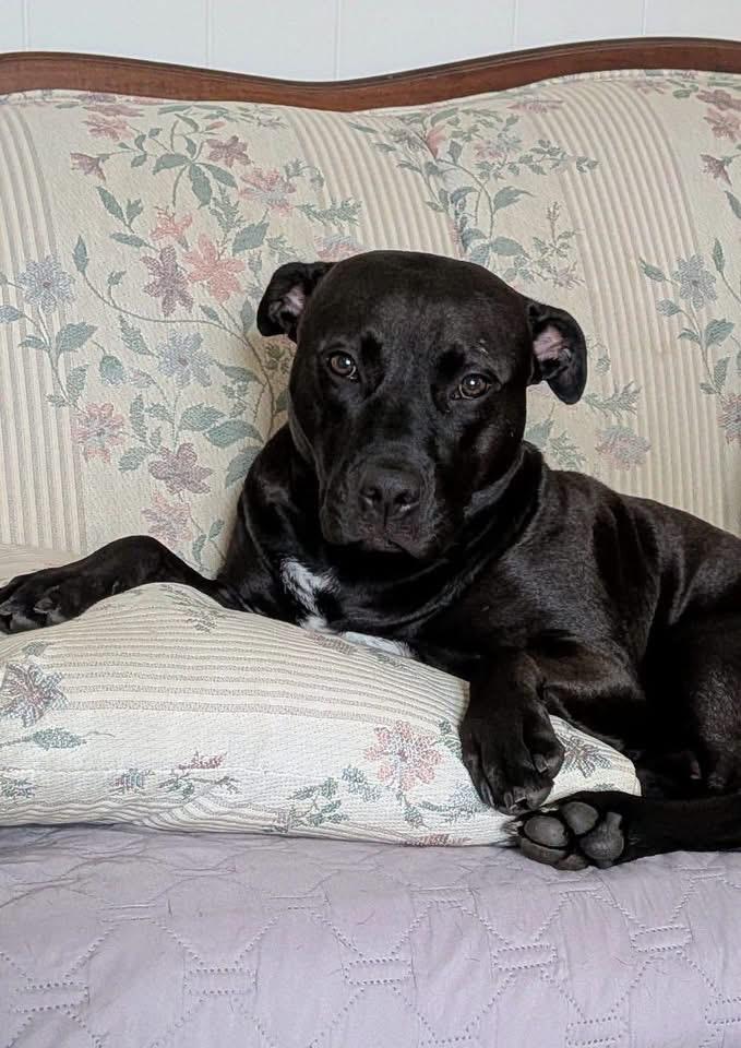 Zara (2 Years Old), Adoptable, Adult Female Pit Bull Terrier & American Staffordshire Terrier.