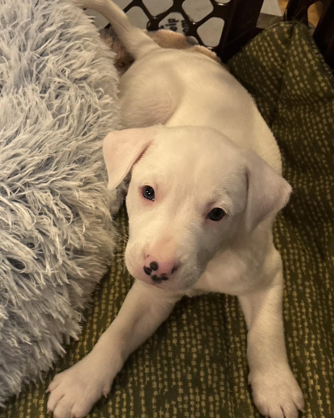 Johnny, adopted, Young Male Mixed Breed.