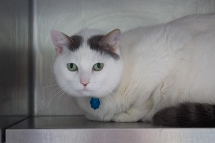 Enlarge Ares, a Adoptable mixed breed in Woodbury, MN image 1/3