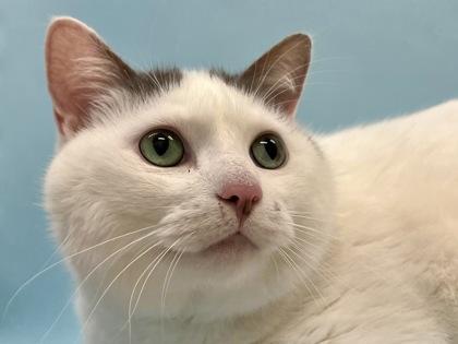 Enlarge Ares, a Adoptable mixed breed in Woodbury, MN image 2/3