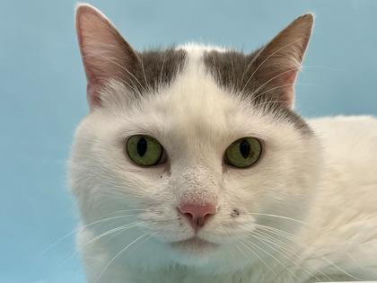 Enlarge Ares, a Adoptable mixed breed in Woodbury, MN image 3/3