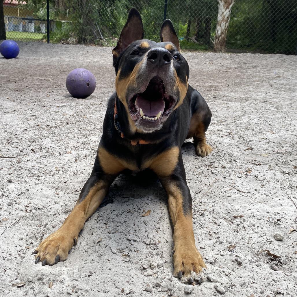 Flint, Adoptable, Adult Male Rottweiler & Mixed Breed.