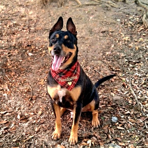 Flint, Adoptable, Adult Male Rottweiler & Mixed Breed.