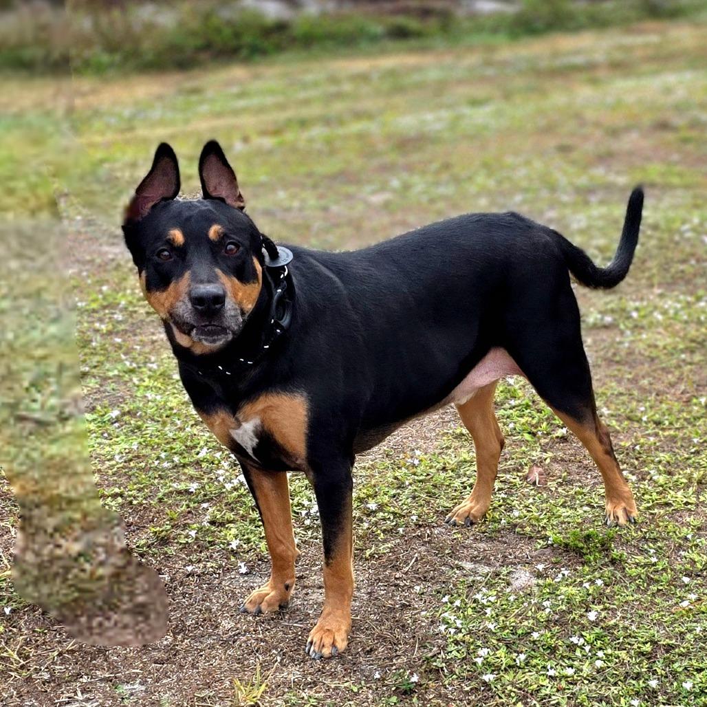 Enlarge Flint, a Adoptable mixed breed in Port Charlotte, FL image 1/3