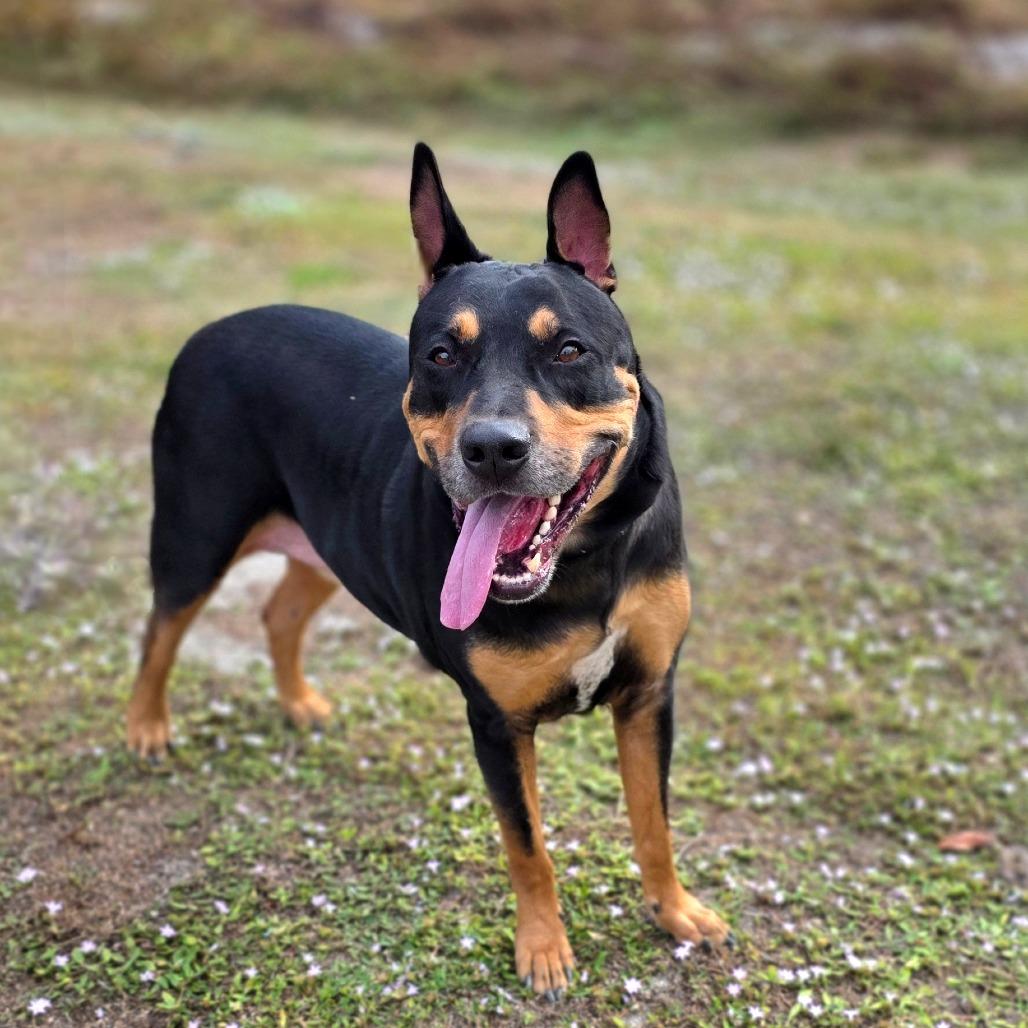 Enlarge Flint, a Adoptable mixed breed in Port Charlotte, FL image 2/3