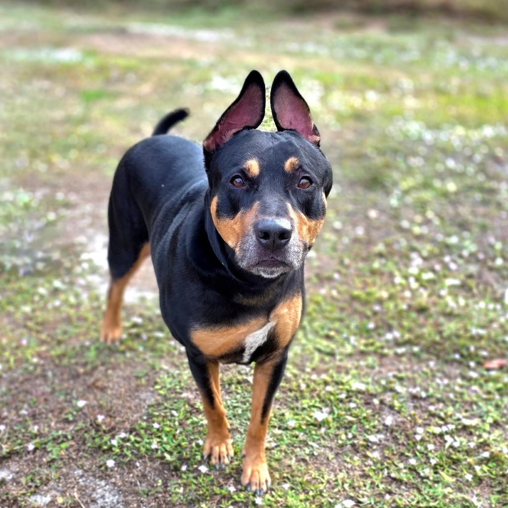 Enlarge Flint, a Adoptable mixed breed in Port Charlotte, FL image 3/3