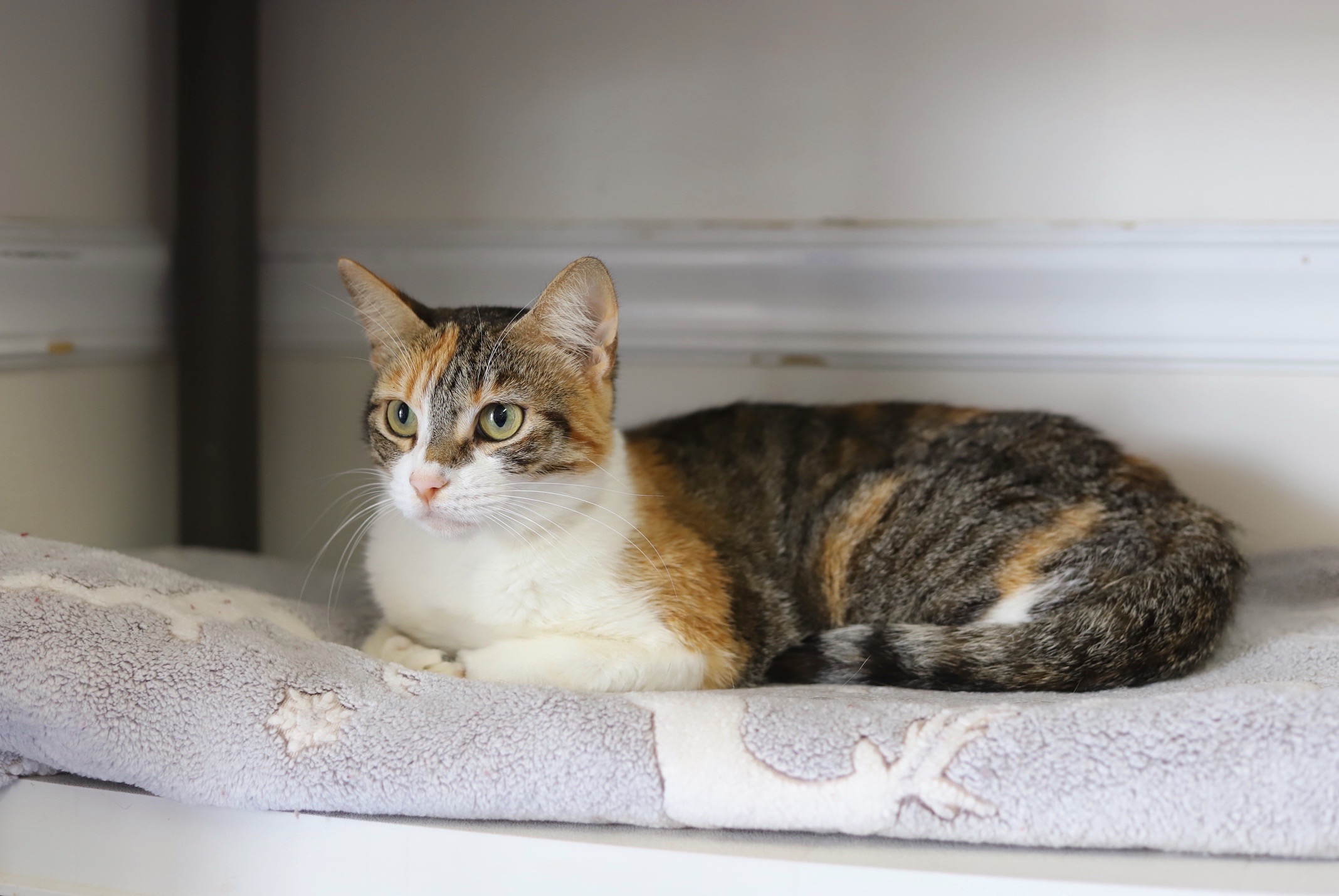 Kensley, a Adopted Domestic Short Hair in Fairhope, AL image 3/3