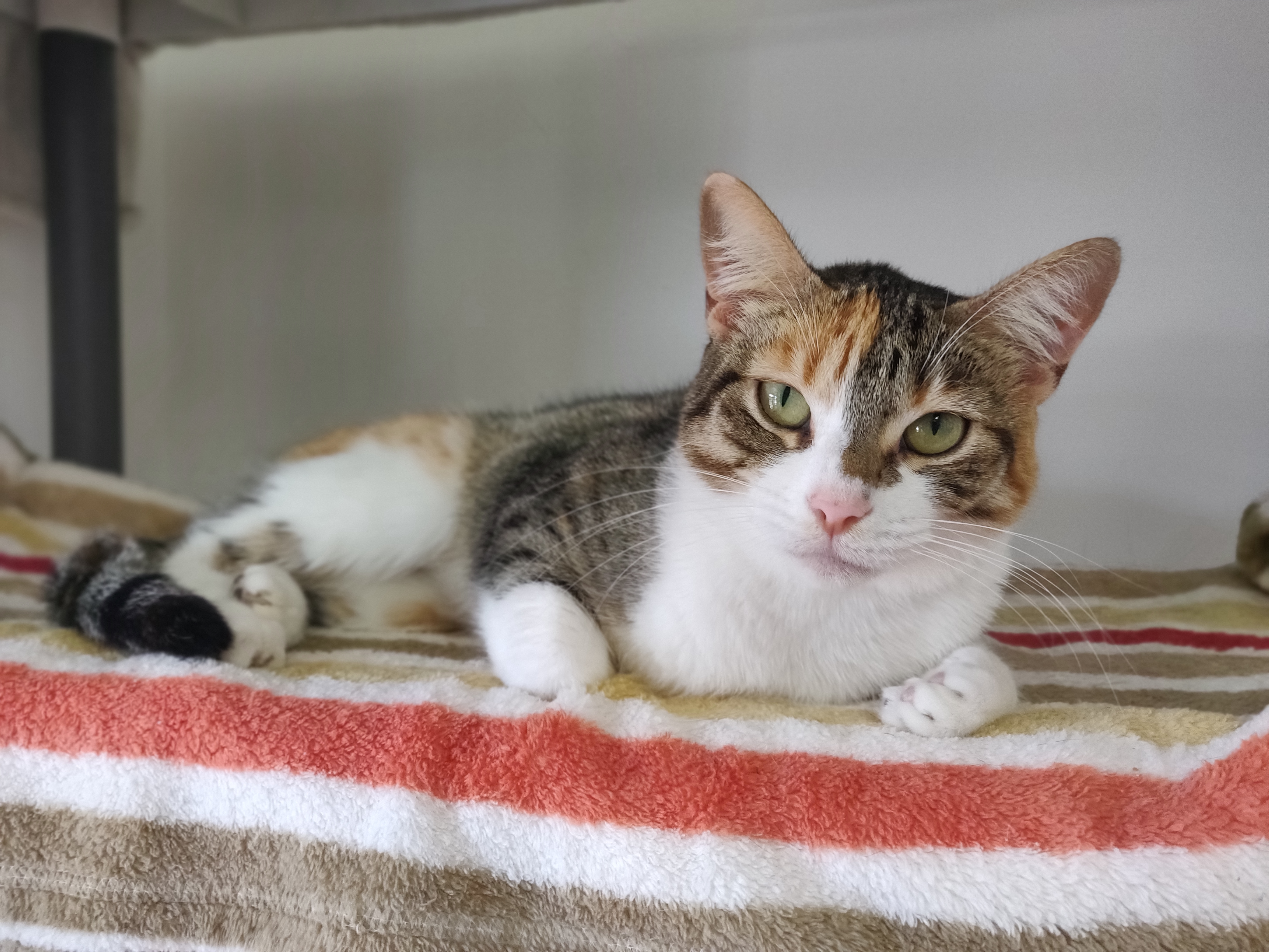 Kensley, a Adopted Domestic Short Hair in Fairhope, AL image 2/3