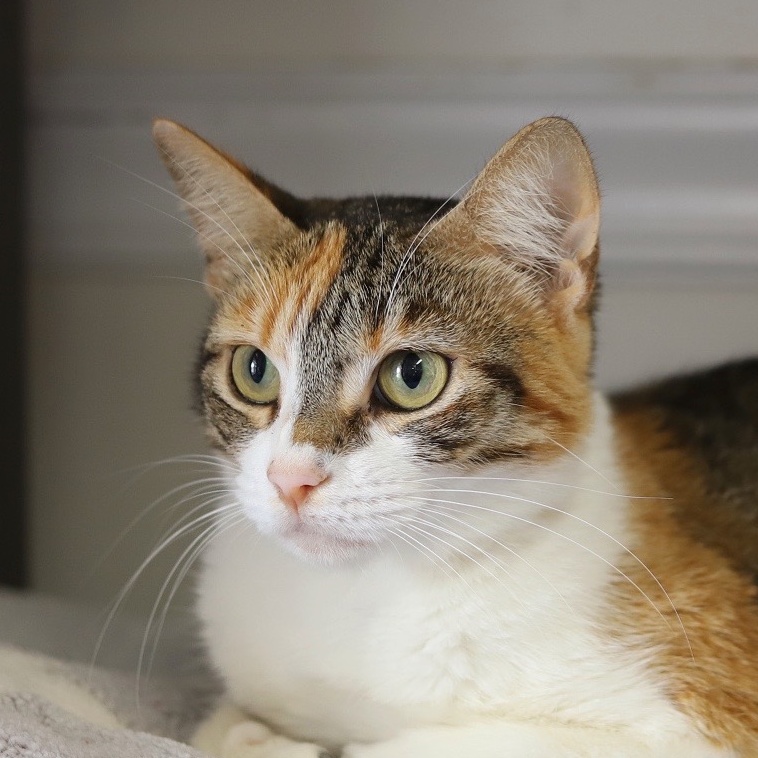 Kensley, Adopted, Young Female Domestic Short Hair.