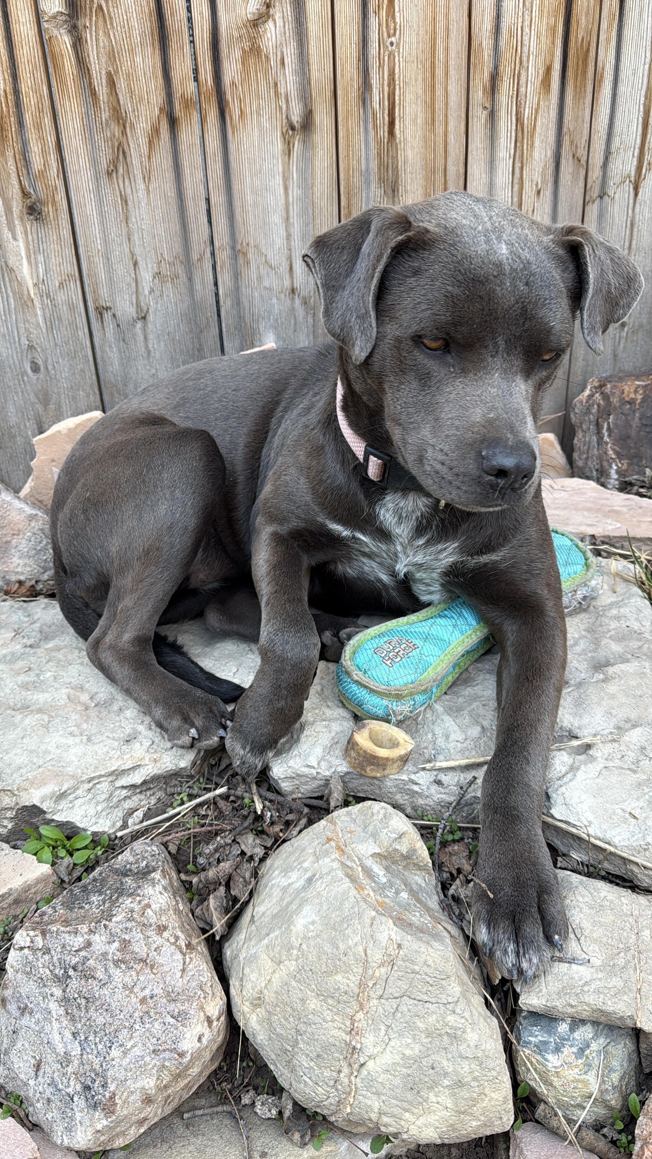 Enlarge Ember, a Adoptable mixed breed in Durango, CO image 1/4