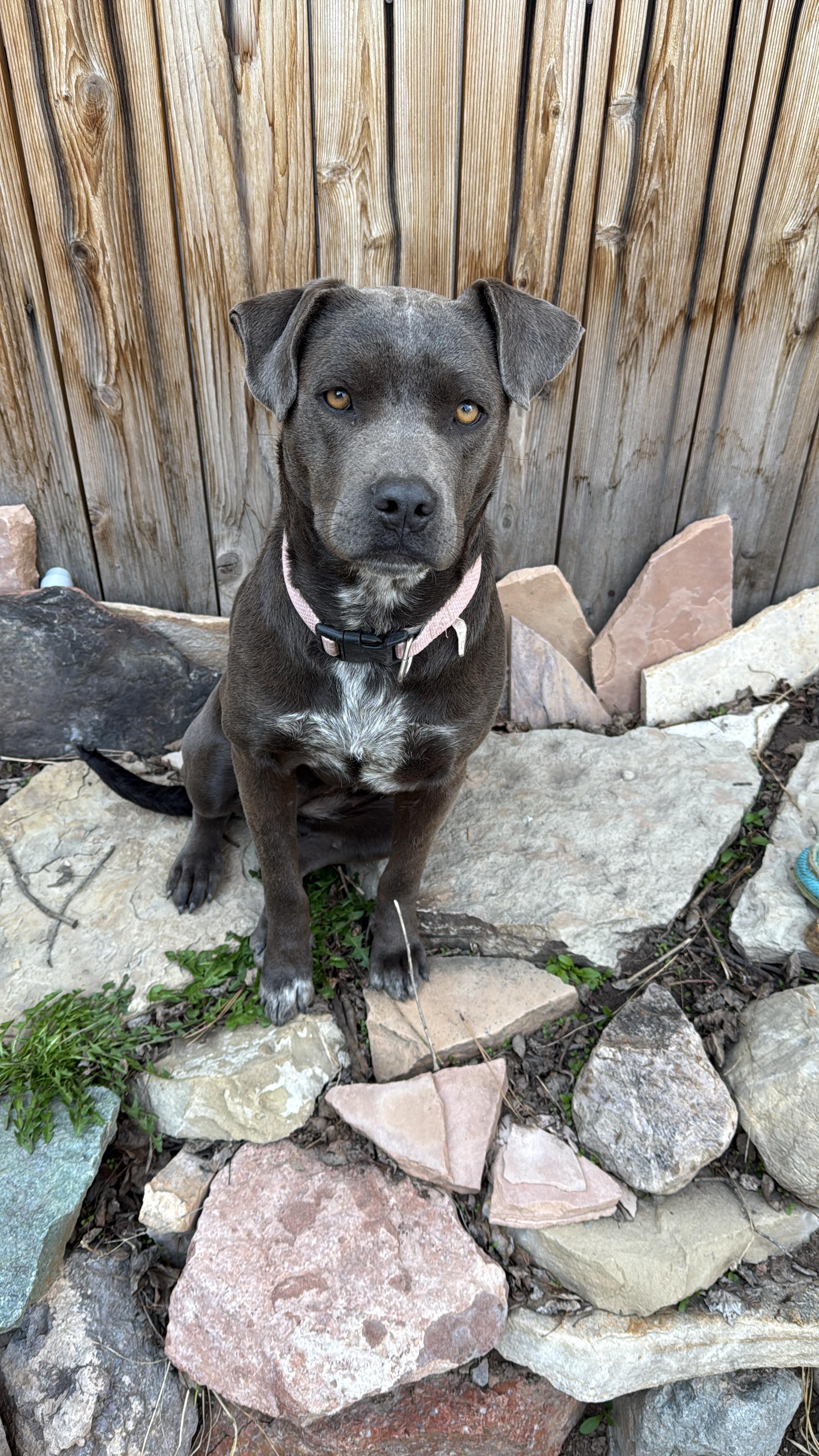 Enlarge Ember, a Adoptable mixed breed in Durango, CO image 2/4