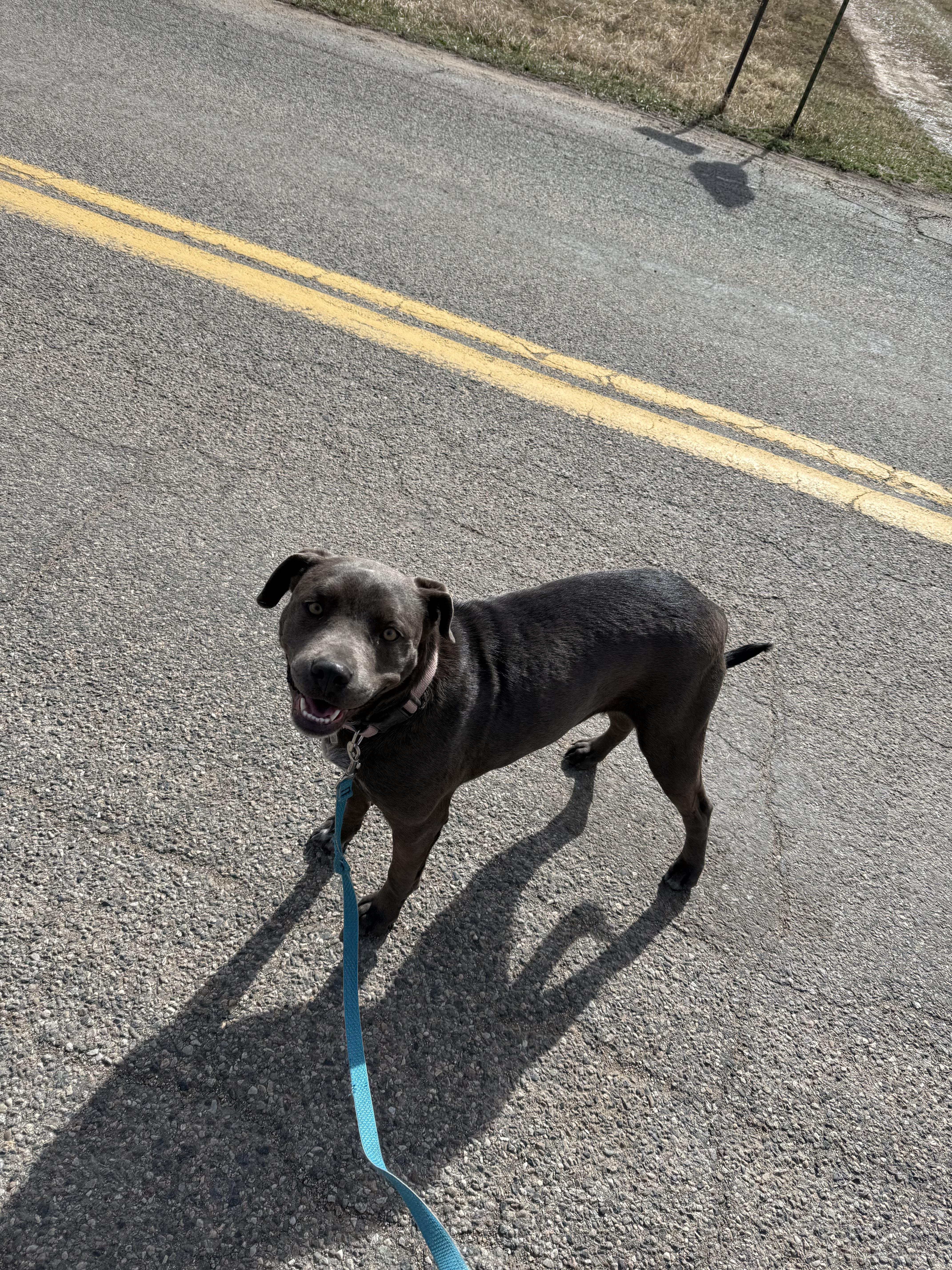 Enlarge Ember, a Adoptable mixed breed in Durango, CO image 3/4