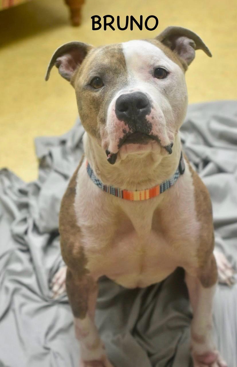 Bruno thumbnail 4