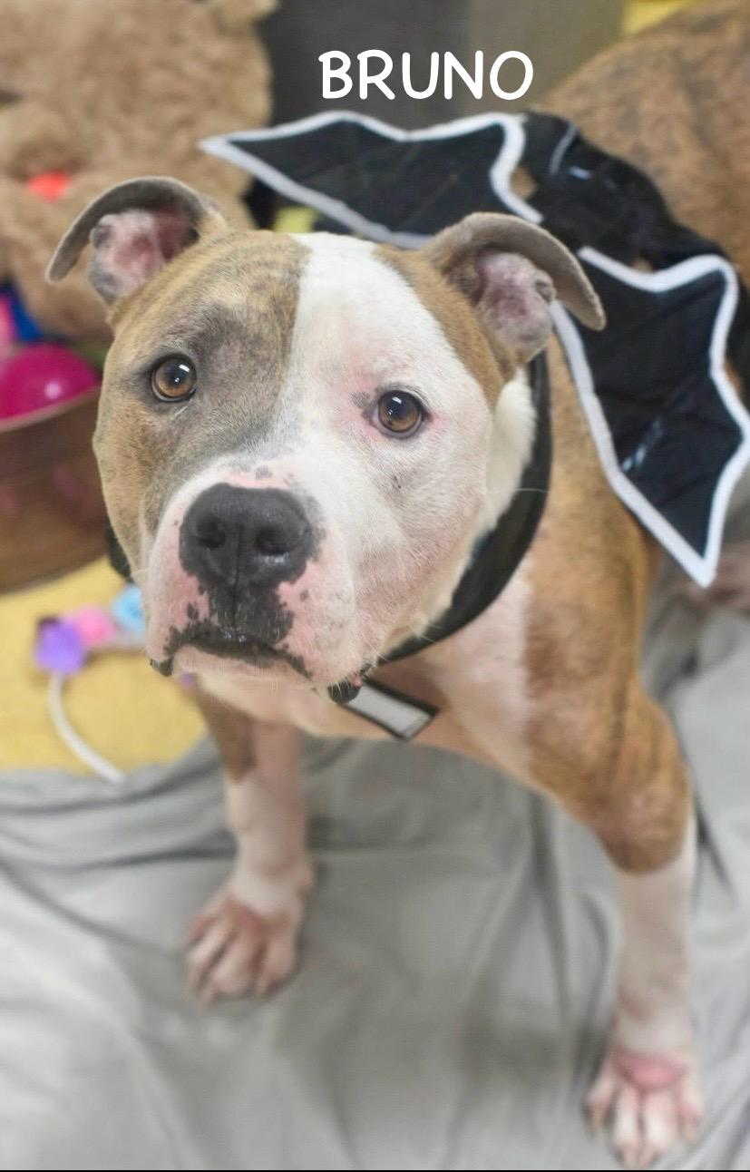 Bruno thumbnail 3