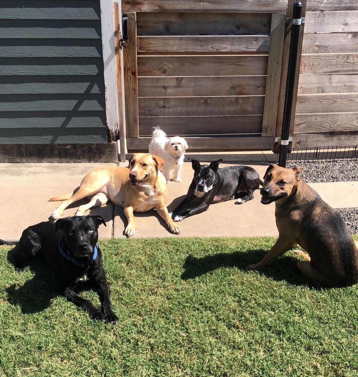 Blue, an adoptable mixed breed in Choctaw, OK image 1/5