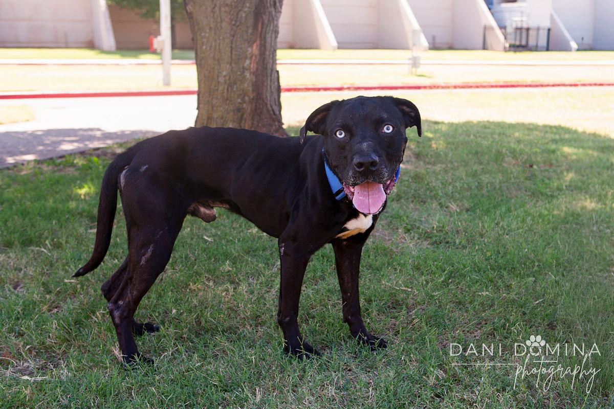 Blue, an adoptable mixed breed in Choctaw, OK image 2/5