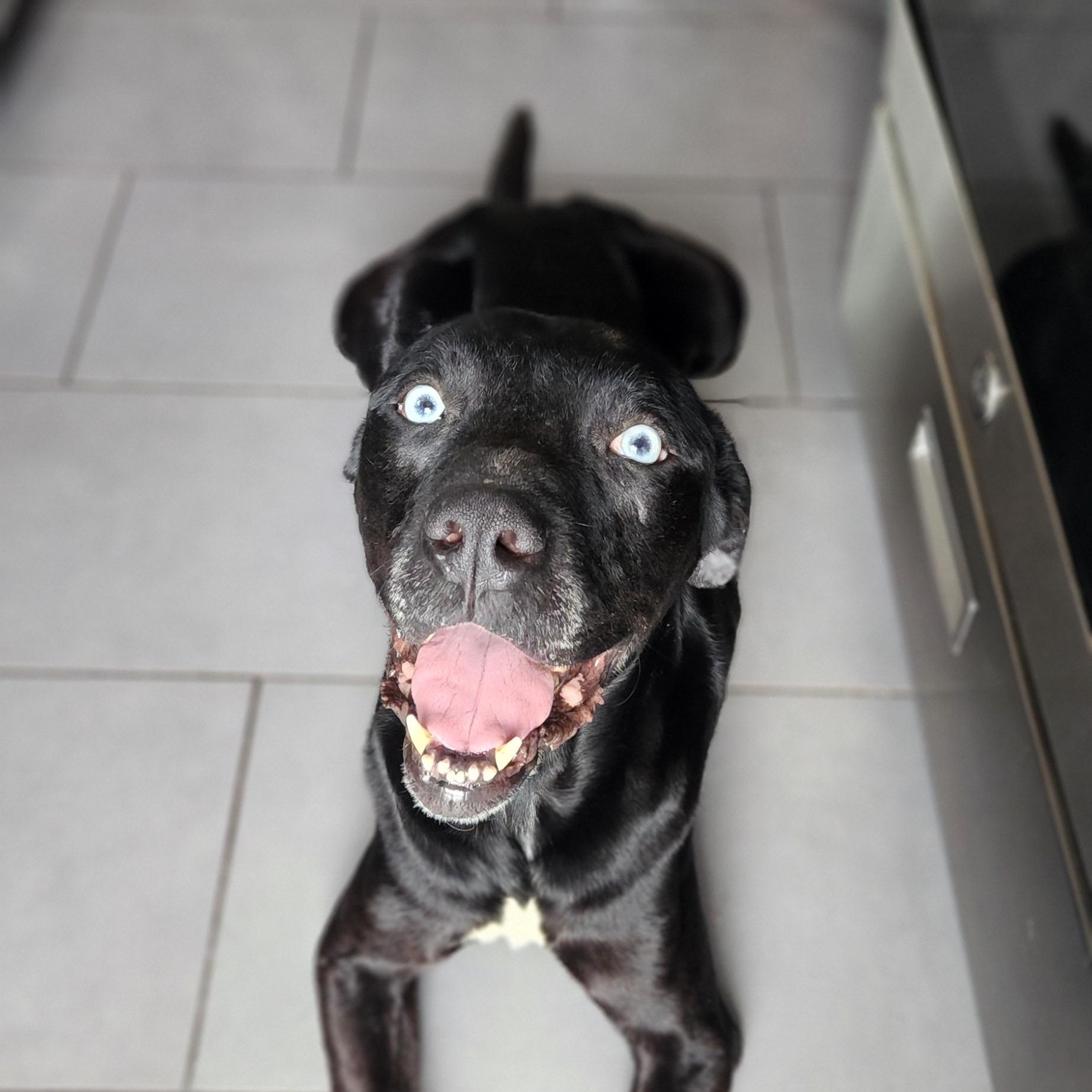 Blue, an adoptable mixed breed in Choctaw, OK image 3/5