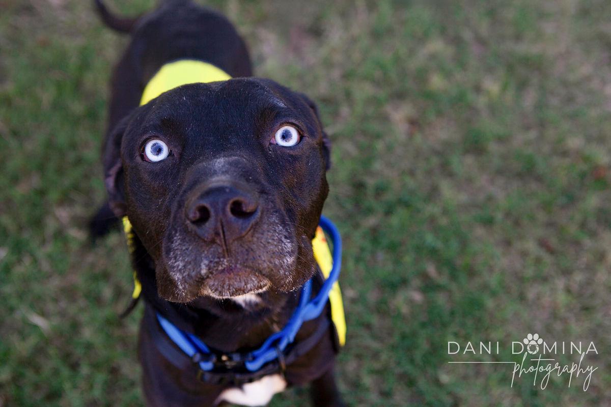 Blue, an adoptable mixed breed in Choctaw, OK image 4/5