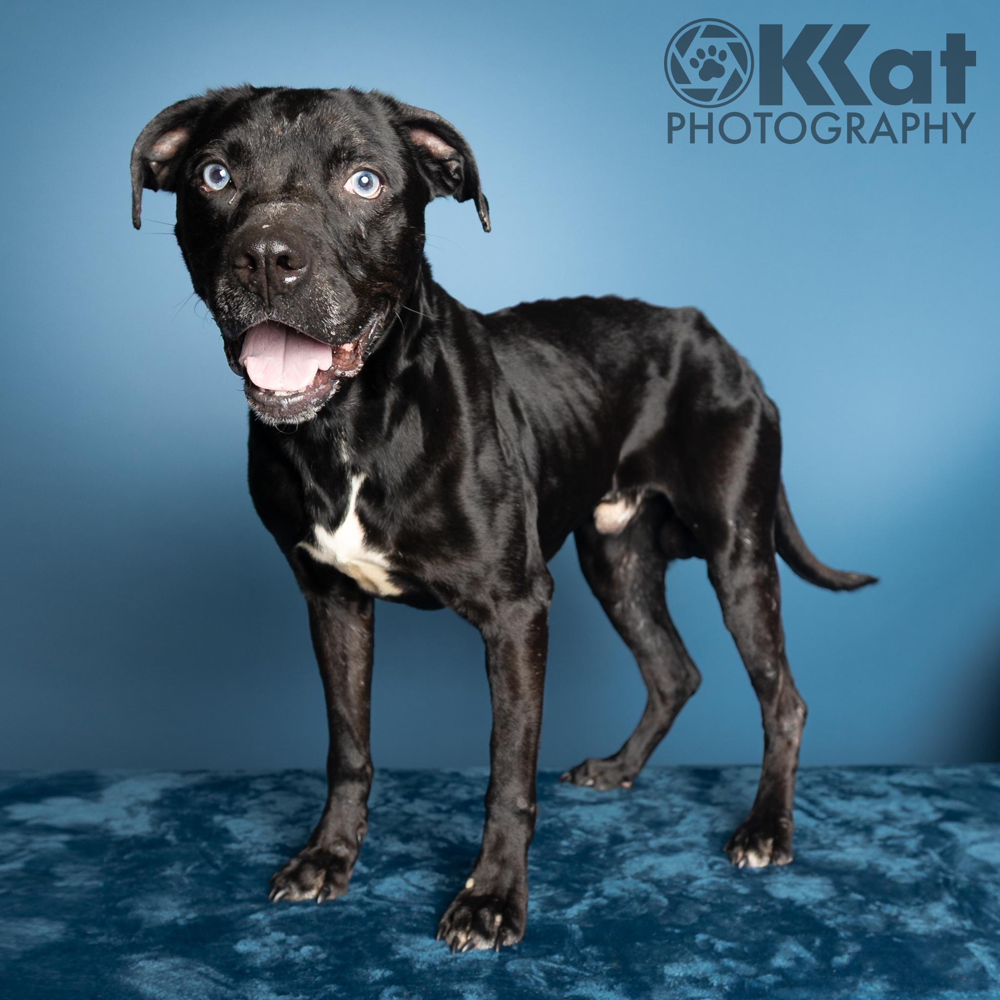 Blue, an adoptable mixed breed in Choctaw, OK image 5/5