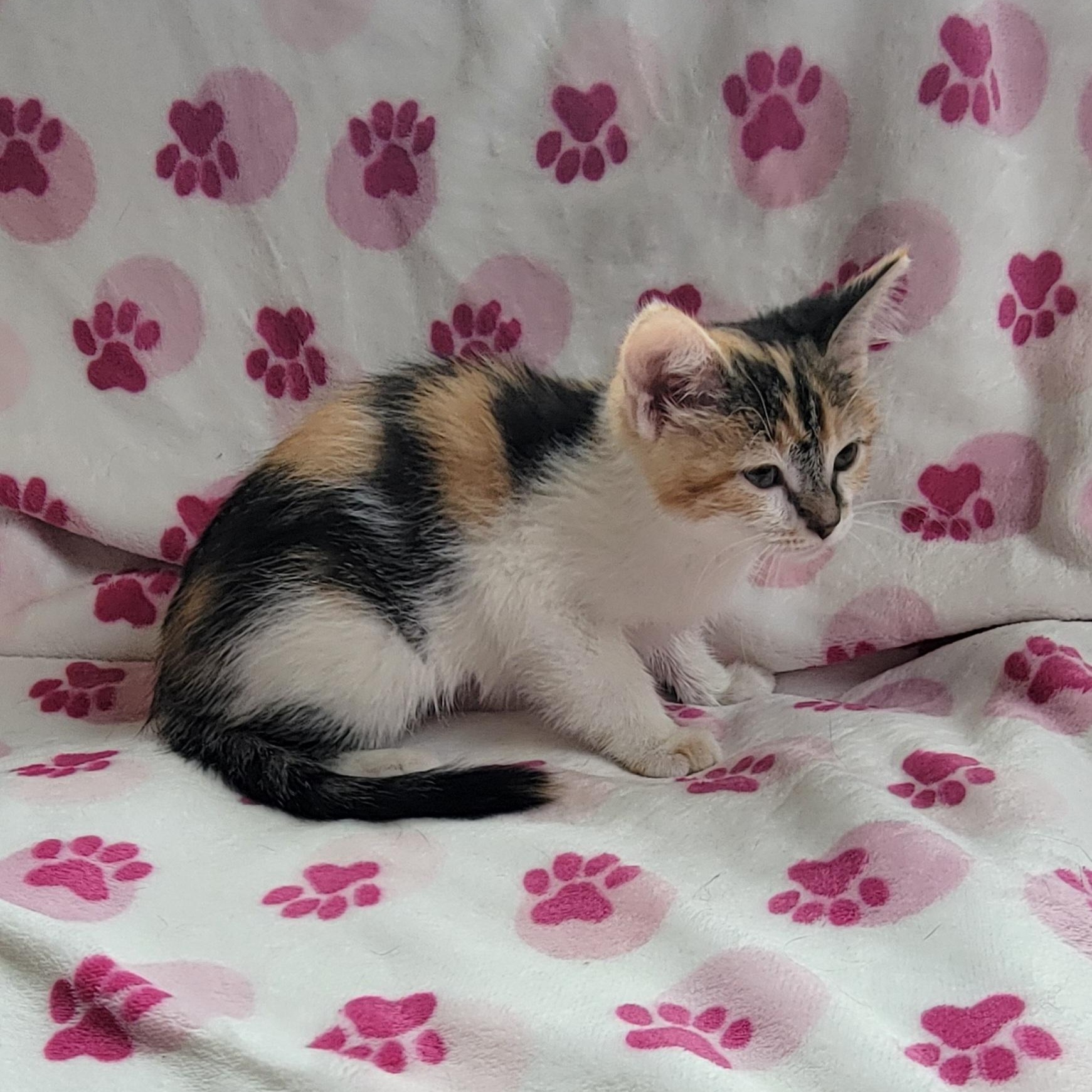 Enlarge Callie Adopted 7.24.26, a ADOPTABLE mixed breed in Wyandotte, MI image 6/6