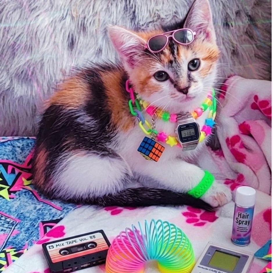 Callie Adopted 7.24.26, ADOPTABLE, Kitten Female Calico & Tabby.