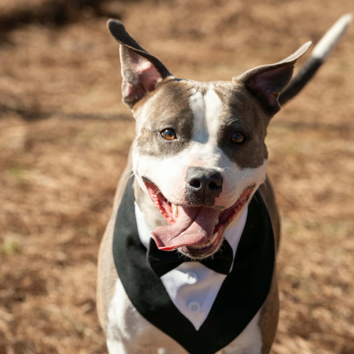 Enlarge Peppermint, a Adoptable Mixed Breed in Myrtle Beach, SC image 4/4