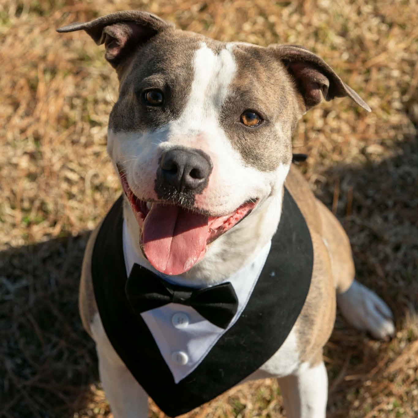 Enlarge Peppermint, a Adoptable Mixed Breed in Myrtle Beach, SC image 1/4