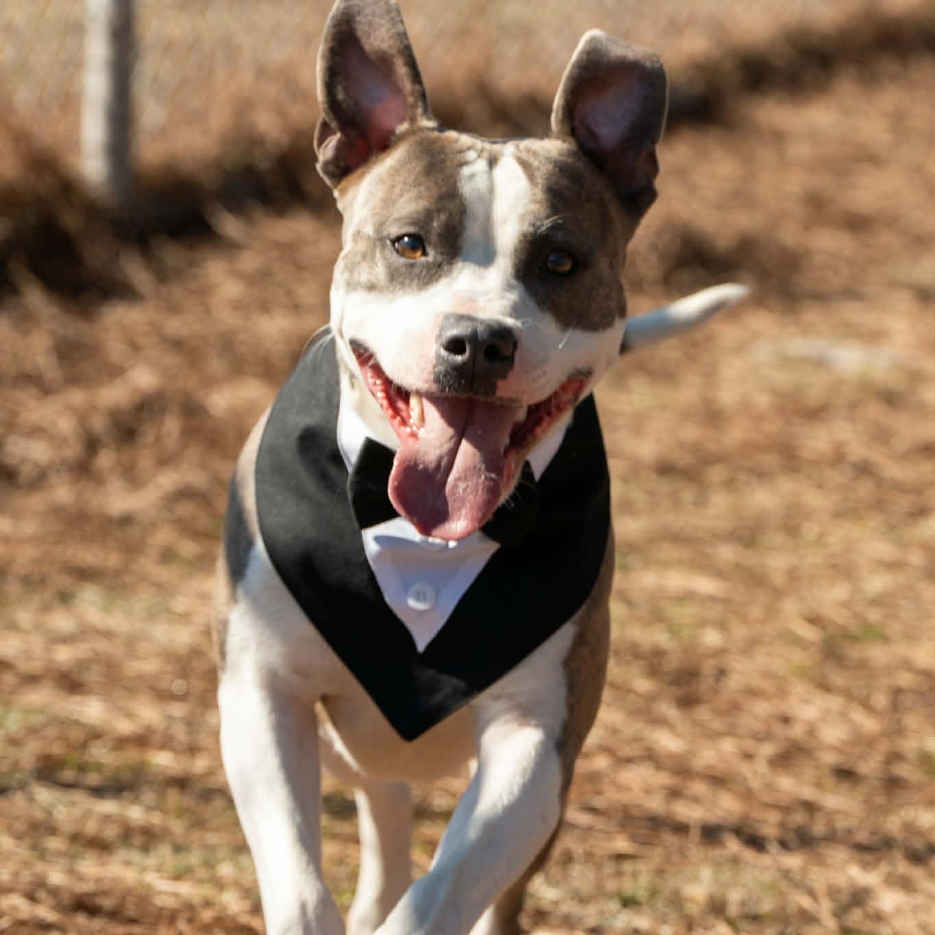 Enlarge Peppermint, a Adoptable Mixed Breed in Myrtle Beach, SC image 3/4