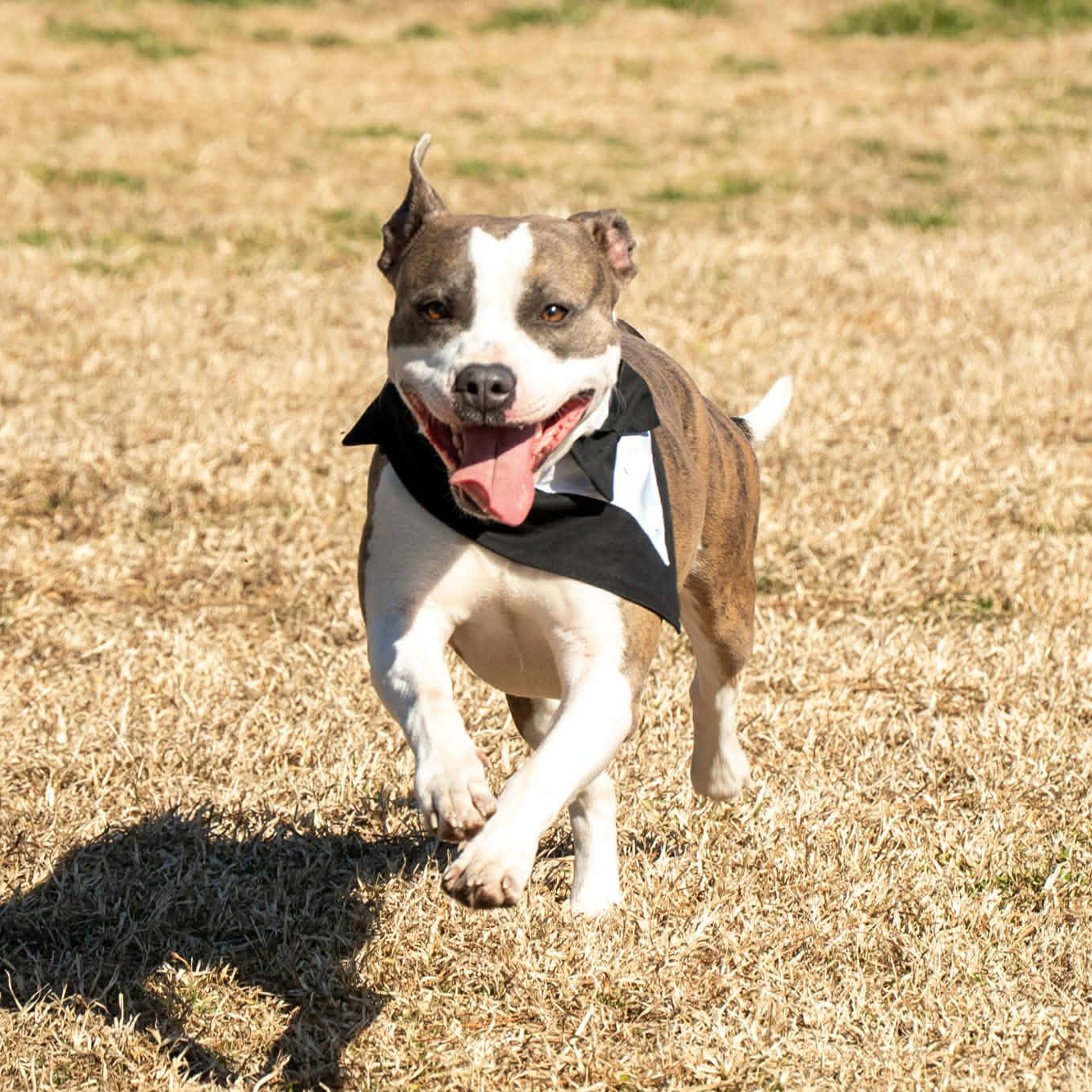 Enlarge Peppermint, a Adoptable Mixed Breed in Myrtle Beach, SC image 2/4