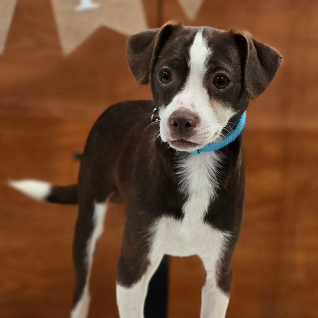 Enlarge Tavi, a Adoptable mixed breed in Kissimmee, FL image 1/4