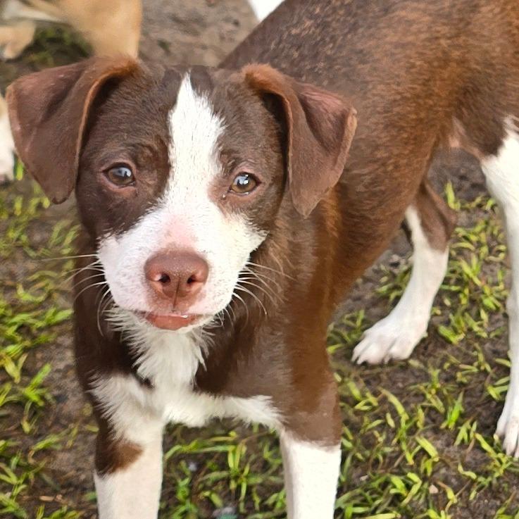 Enlarge Tavi, a Adoptable mixed breed in Kissimmee, FL image 2/4