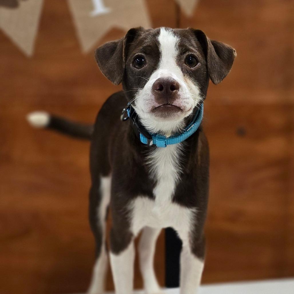 Enlarge Tavi, a Adoptable mixed breed in Kissimmee, FL image 3/4