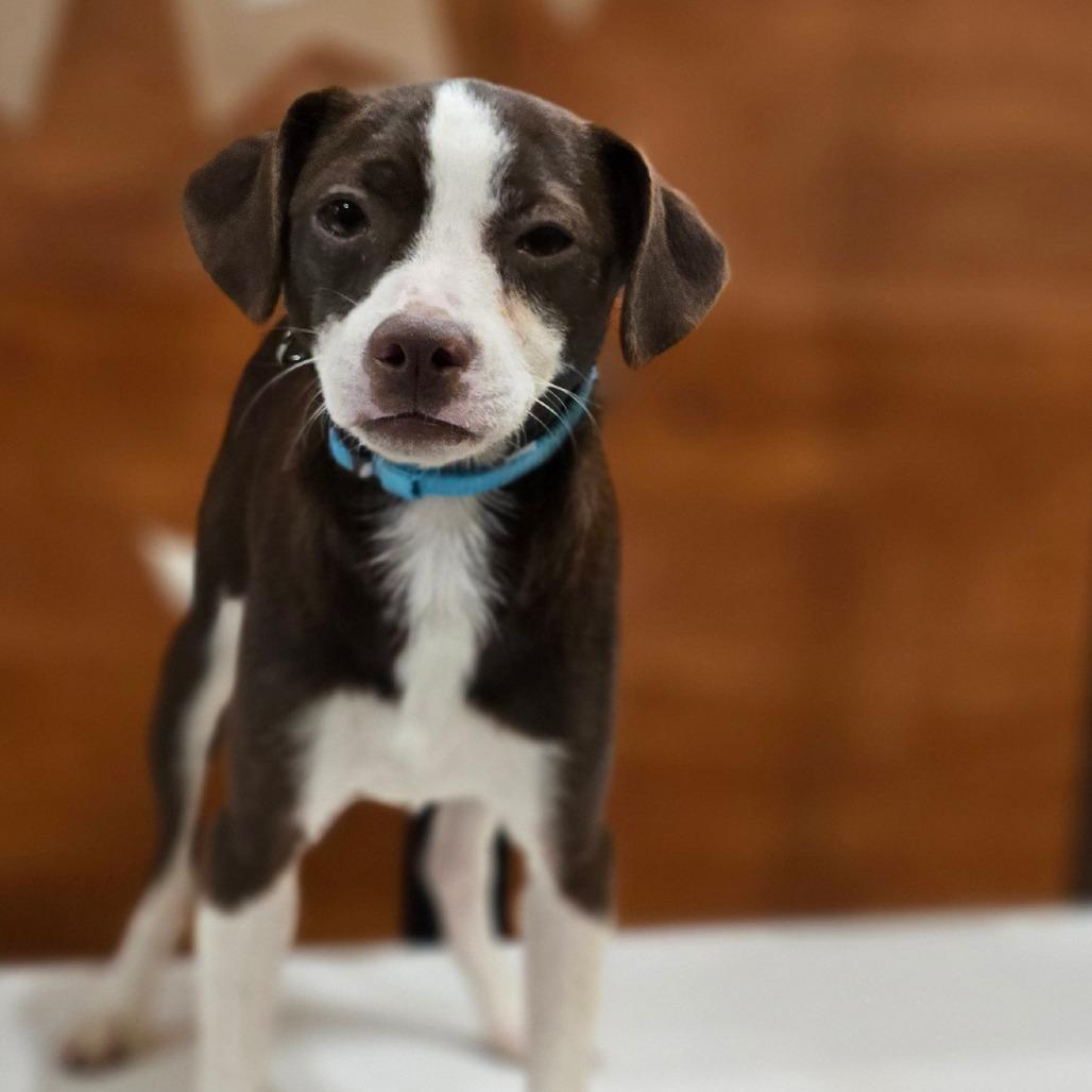 Enlarge Tavi, a Adoptable mixed breed in Kissimmee, FL image 4/4